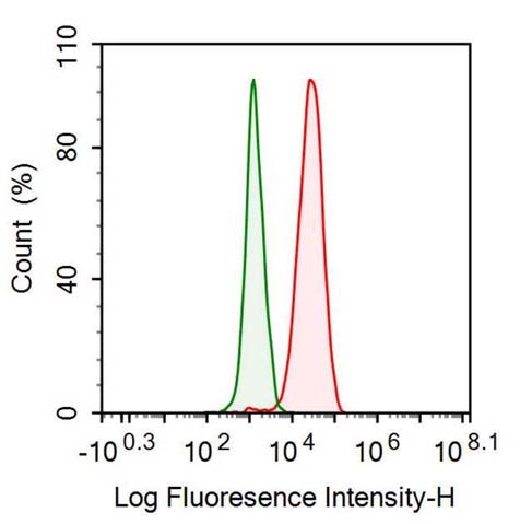 Anti-Vimentin (VIM) Monoclonal Antibody