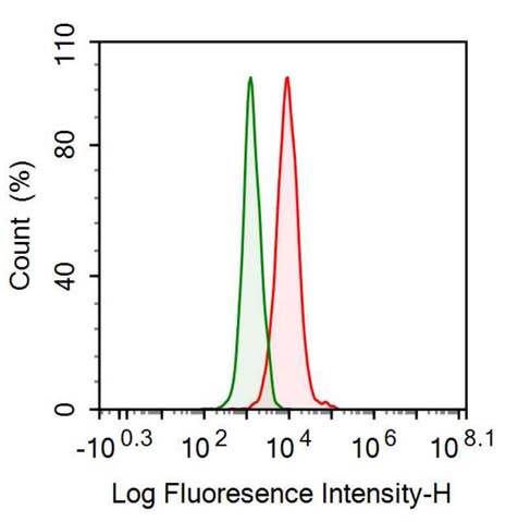 Anti-Vimentin (VIM) Monoclonal Antibody