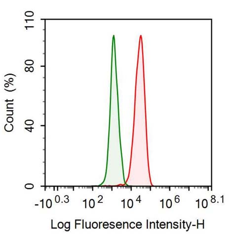 Anti-Vimentin (VIM) Monoclonal Antibody