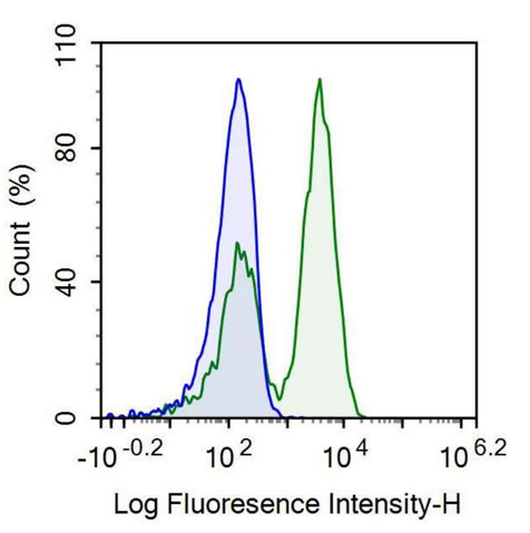 Anti-Motility Related Protein (MRP1) Monoclonal Antibody