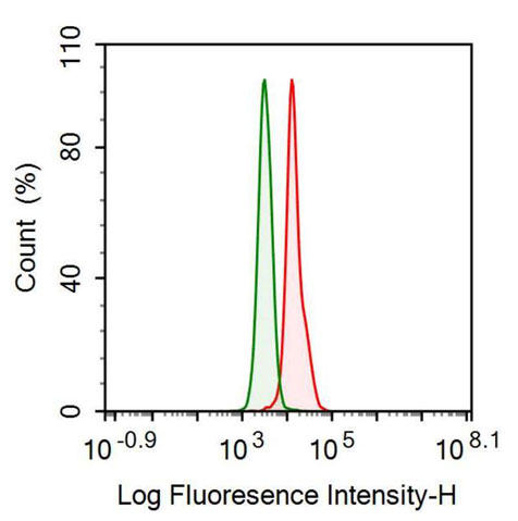 Anti-Fibrinogen Beta Chain (FGB) Monoclonal Antibody