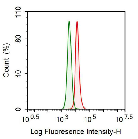 Anti-Fibrinogen Beta Chain (FGB) Monoclonal Antibody