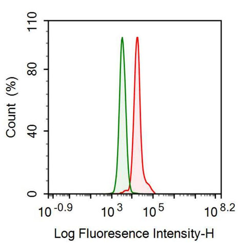 Anti-Fibrinogen Beta Chain (FGB) Monoclonal Antibody