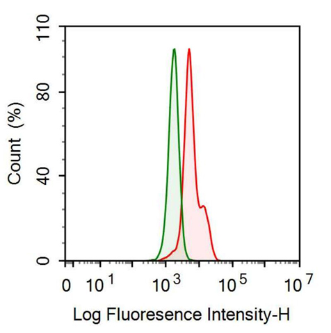 Anti-Fibrinogen Beta Chain (FGB) Monoclonal Antibody