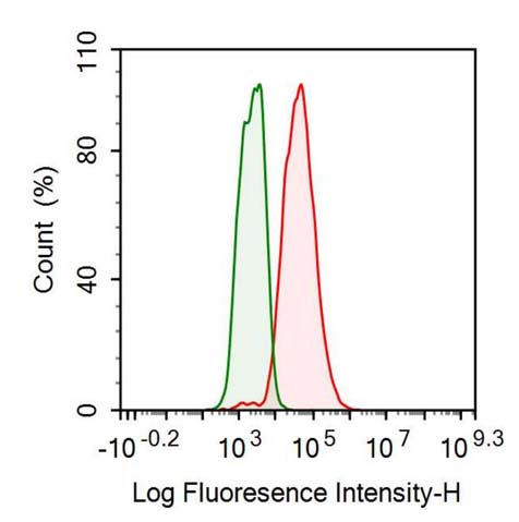 Anti-Cytokeratin 19 (CK19) Monoclonal Antibody