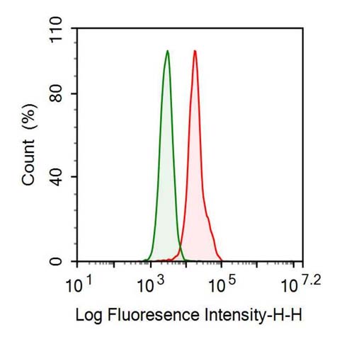 Anti-Cytokeratin 19 (CK19) Monoclonal Antibody