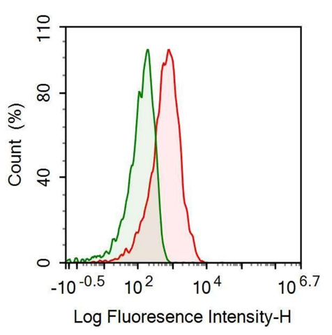 Anti-Cluster Of Differentiation 36 (CD36) Polyclonal Antibody