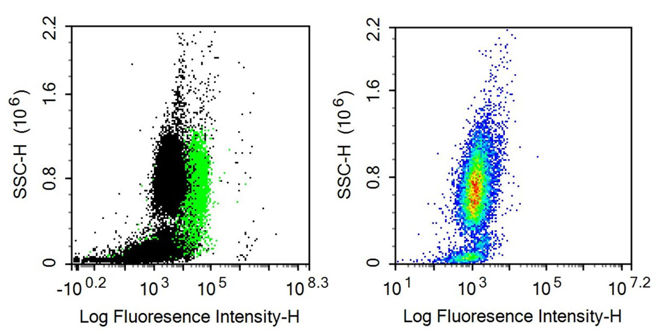 Anti-Cluster Of Differentiation 147 (CD147) Monoclonal Antibody