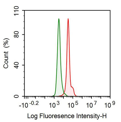 Anti-Lactate Dehydrogenase B (LDHB) Monoclonal Antibody