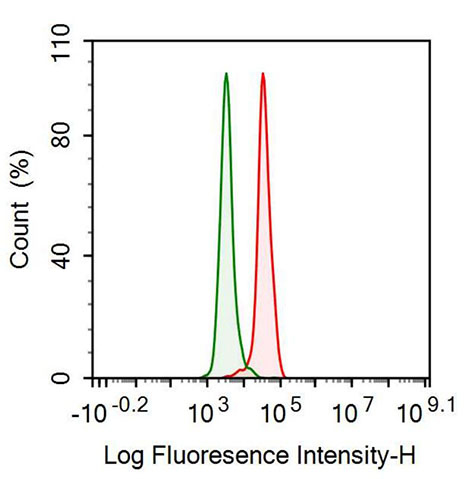 Anti-Lactate Dehydrogenase B (LDHB) Monoclonal Antibody