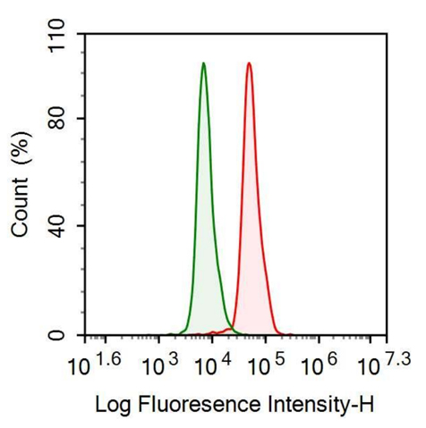 Anti-TATA Binding Protein (TBP) Monoclonal Antibody