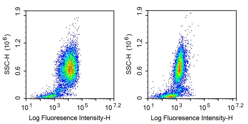 Anti-Neprilysin (CD10) Monoclonal Antibody