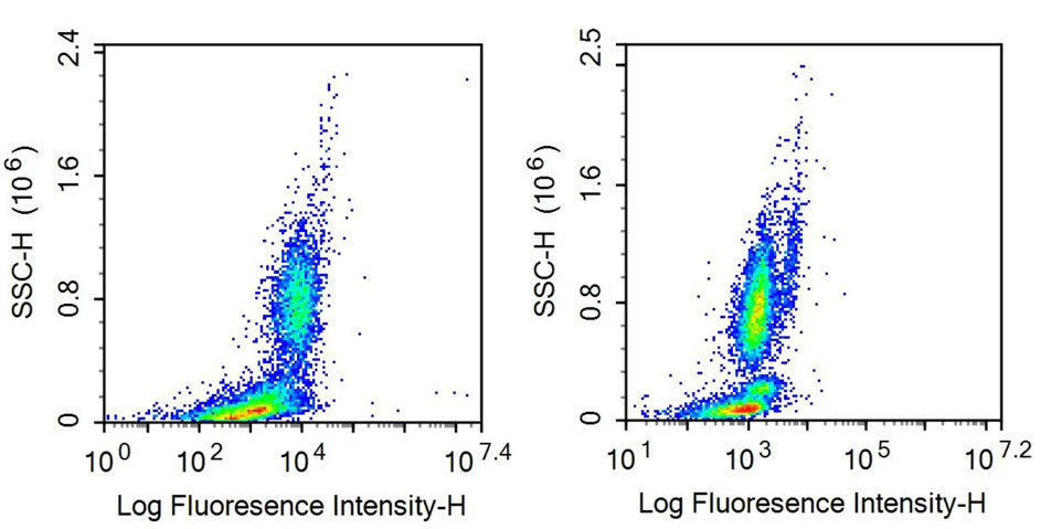 Anti-Neprilysin (CD10) Monoclonal Antibody