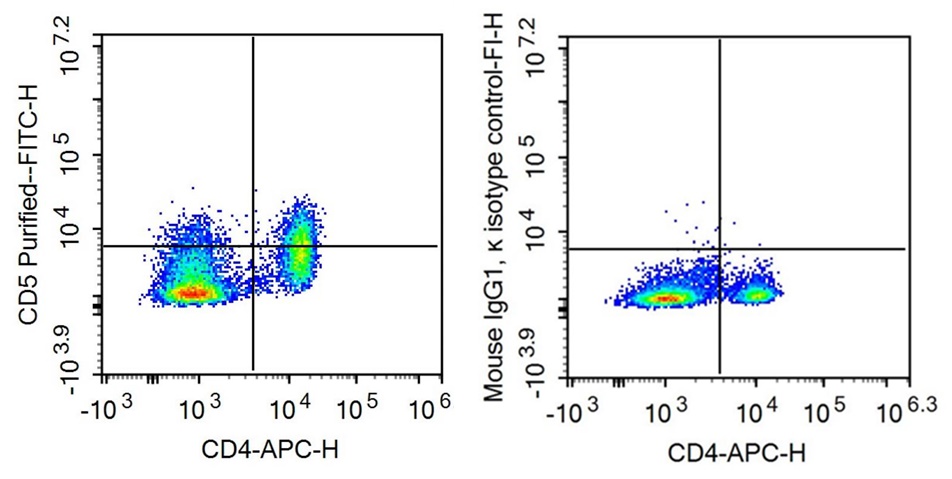 Anti-Cluster Of Differentiation 5 (CD5) Monoclonal Antibody