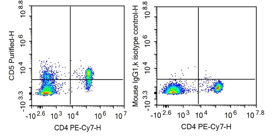 Anti-Cluster Of Differentiation 5 (CD5) Monoclonal Antibody