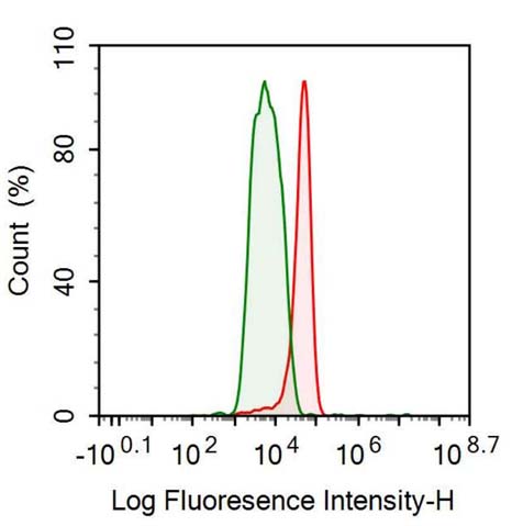 Anti-Tubulin Beta (TUBb) Monoclonal Antibody