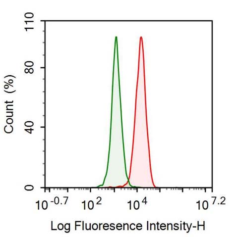 Anti-Histone Deacetylase 1 (HDAC1) Monoclonal Antibody