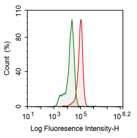 Anti-Fibulin 1 (FBLN1) Monoclonal Antibody