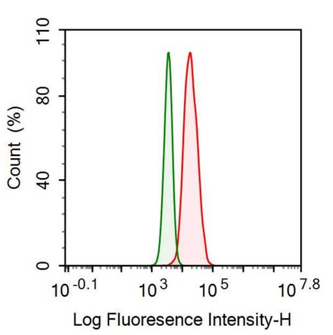 Anti-Sequestosome 1 (SQSTM1) Monoclonal Antibody