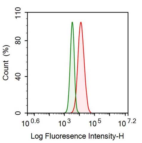 Anti-Sequestosome 1 (SQSTM1) Monoclonal Antibody