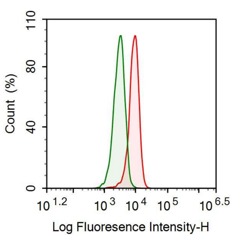 Anti-Slit Homolog 1 (Slit1) Polyclonal Antibody