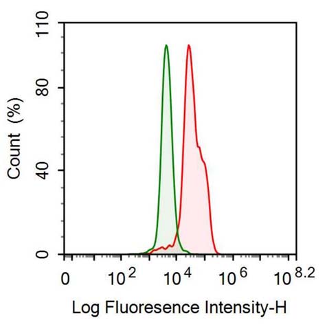 Anti-Neurofilament, Light Polypeptide (NEFL) Monoclonal Antibody