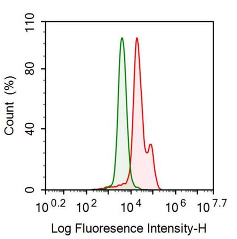 Anti-Neurofilament, Light Polypeptide (NEFL) Monoclonal Antibody