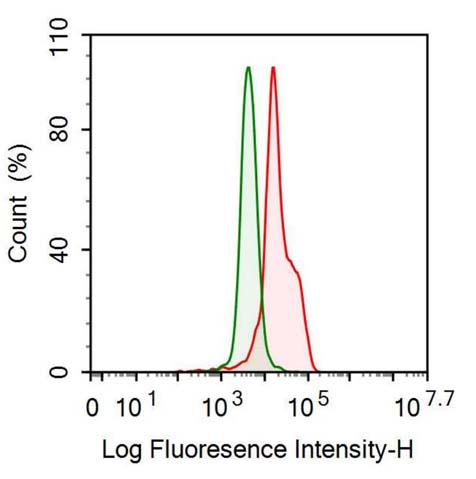 Anti-Neurofilament, Light Polypeptide (NEFL) Monoclonal Antibody