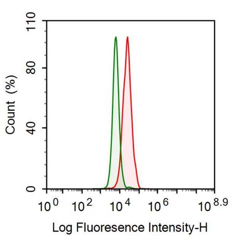 Anti-Karyopherin Alpha 2 (KPNa2) Monoclonal Antibody