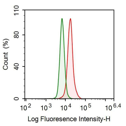 Anti-Interferon Gamma Inducible Protein 30 (IFI30) Polyclonal Antibody