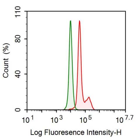 Anti-Doublecortin Like Kinase 1 (DCLK1) Monoclonal Antibody