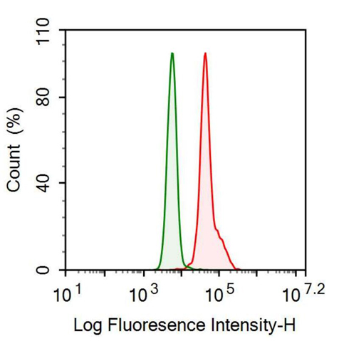 Anti-Microtubule Associated Protein RP/EB Family, Member 1 (MAPRE1) Monoclonal Antibody