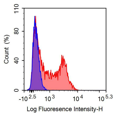 PE-Linked Anti-Ubiquitin Carboxyl Terminal Hydrolase L1 (UCHL1) Polyclonal Antibody