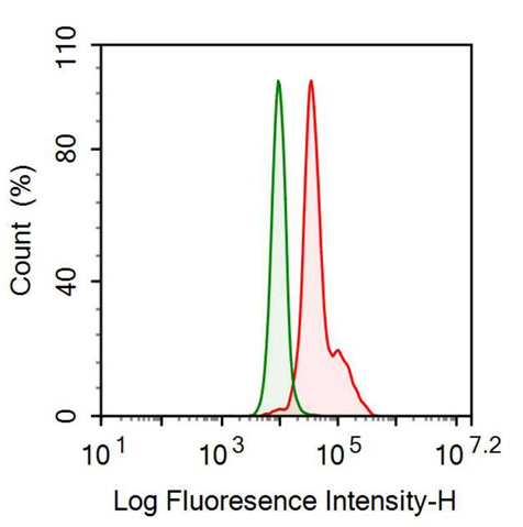 Anti-Isocitrate Dehydrogenase 1, Soluble (IDH1) Monoclonal Antibody