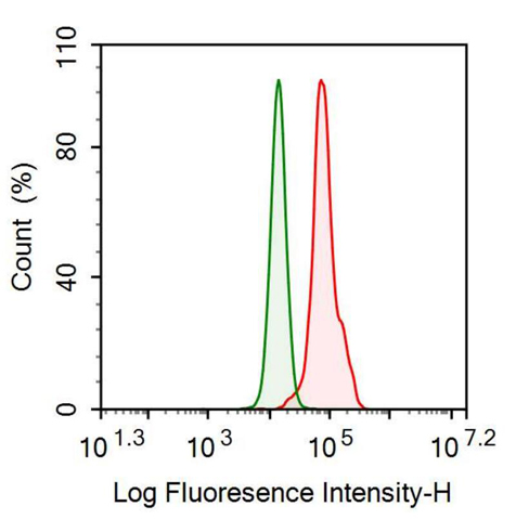 Anti-Isocitrate Dehydrogenase 1, Soluble (IDH1) Monoclonal Antibody