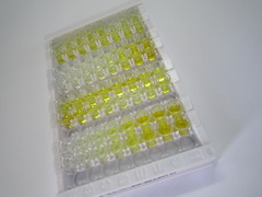 High Sensitive ELISA Kit for C Reactive Protein (CRP)