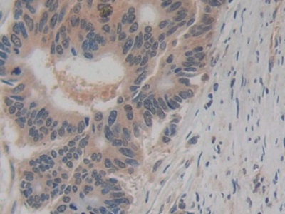 Biotin-Linked Monoclonal Antibody to Amphiregulin (AREG)