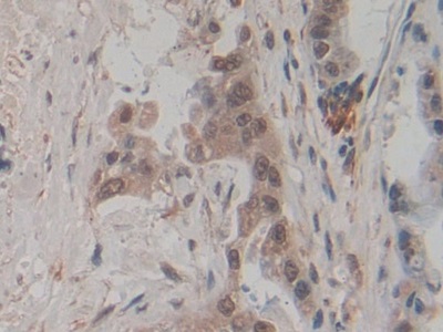 Biotin-Linked Monoclonal Antibody to Amphiregulin (AREG)