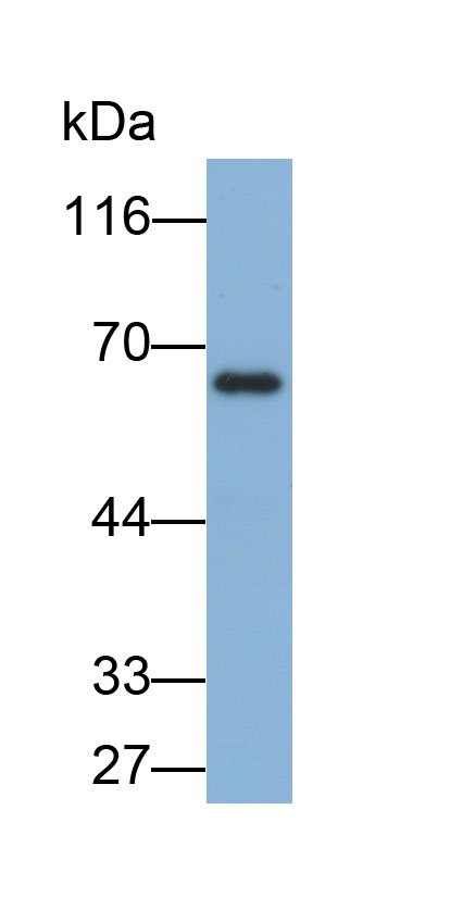 Biotin-Linked Polyclonal Antibody to Angiopoietin 2 (ANGPT2)