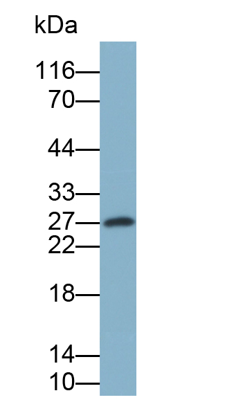 Biotin-Linked Monoclonal Antibody to Brain Derived Neurotrophic Factor (BDNF)