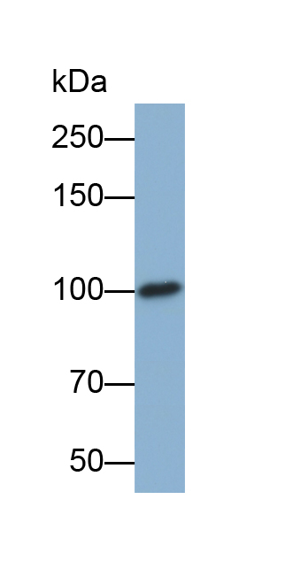 Biotin-Linked Polyclonal Antibody to E-cadherin