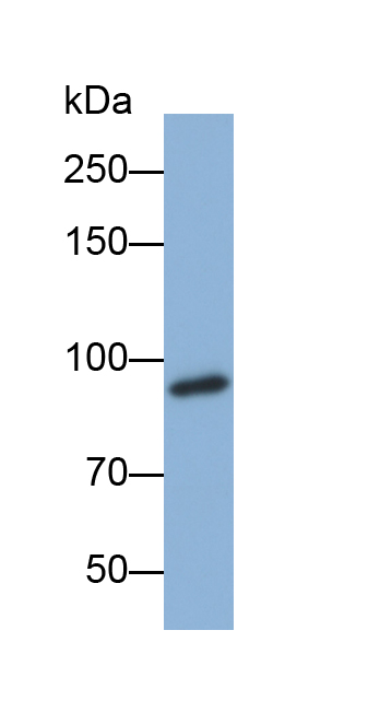 Biotin-Linked Polyclonal Antibody to E-cadherin