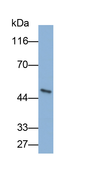 Biotin-Linked Polyclonal Antibody to Endothelial protein C receptor (EPCR)