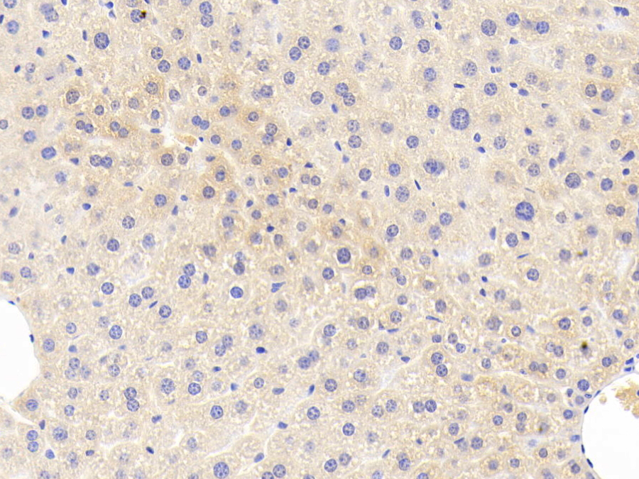 Biotin-Linked Polyclonal Antibody to Erythropoietin Receptor (EPOR)