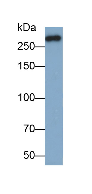 Biotin-Linked Polyclonal Antibody to Fibronectin (FN)