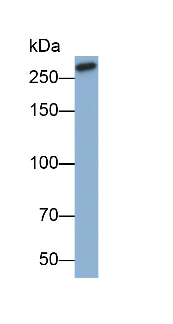 Biotin-Linked Polyclonal Antibody to Fibronectin (FN)