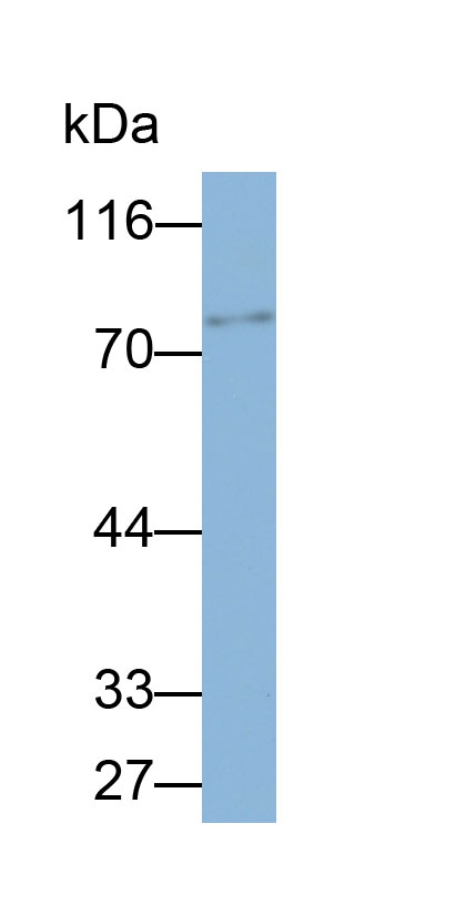 Biotin-Linked Polyclonal Antibody to Chemokine C-X3-C-Motif Ligand 1 (CX3CL1)