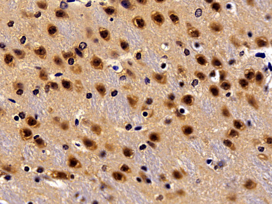 Biotin-Linked Polyclonal Antibody to Glial Cell Line Derived Neurotrophic Factor (GDNF)