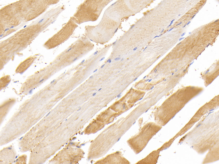 Biotin-Linked Polyclonal Antibody to Insulin Like Growth Factor 1 (IGF1)