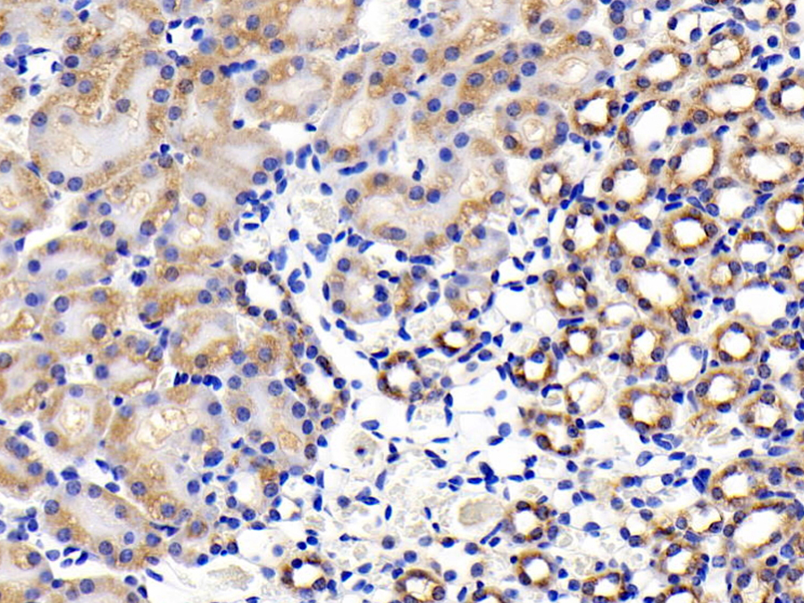 Biotin-Linked Polyclonal Antibody to Insulin Like Growth Factor 1 (IGF1)